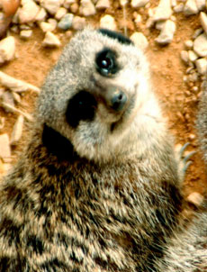 Meerkat
