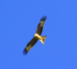 red kite bird in flight