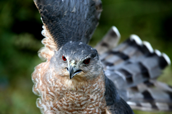 Coopers Hawk