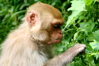 Langur Monkey