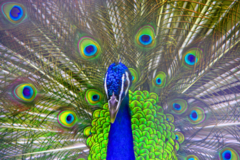 Peacock