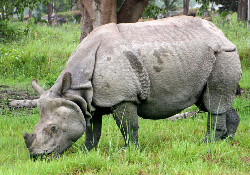 Rhino